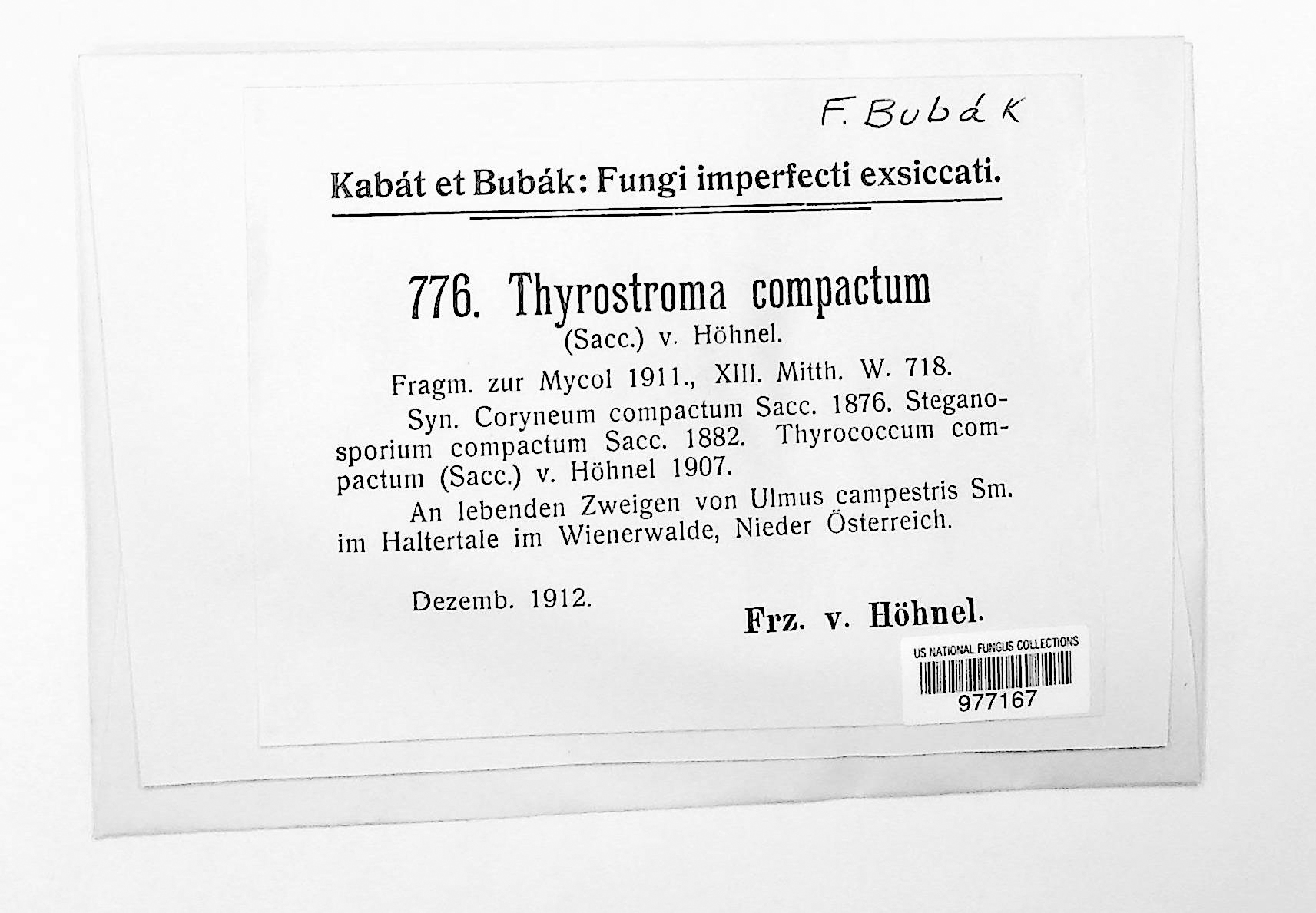 Thyrostroma compactum